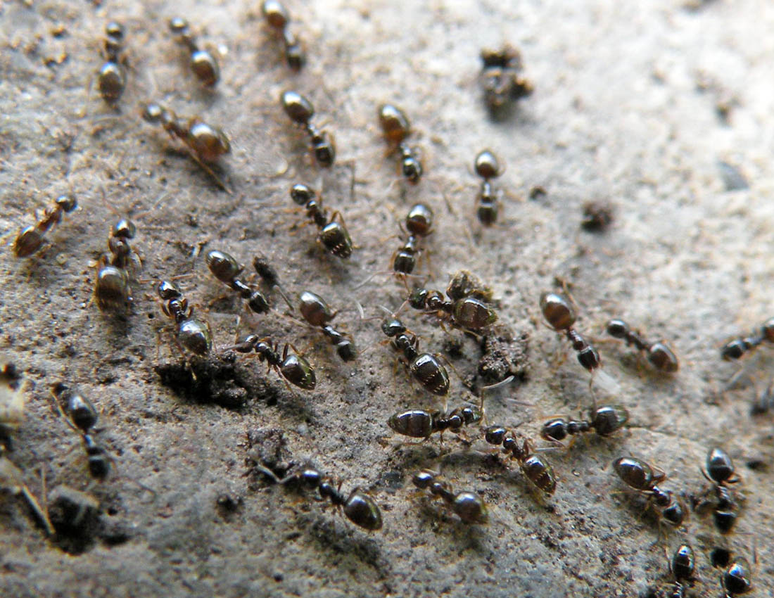 Formiche millimetriche: Plagiolepis sp.